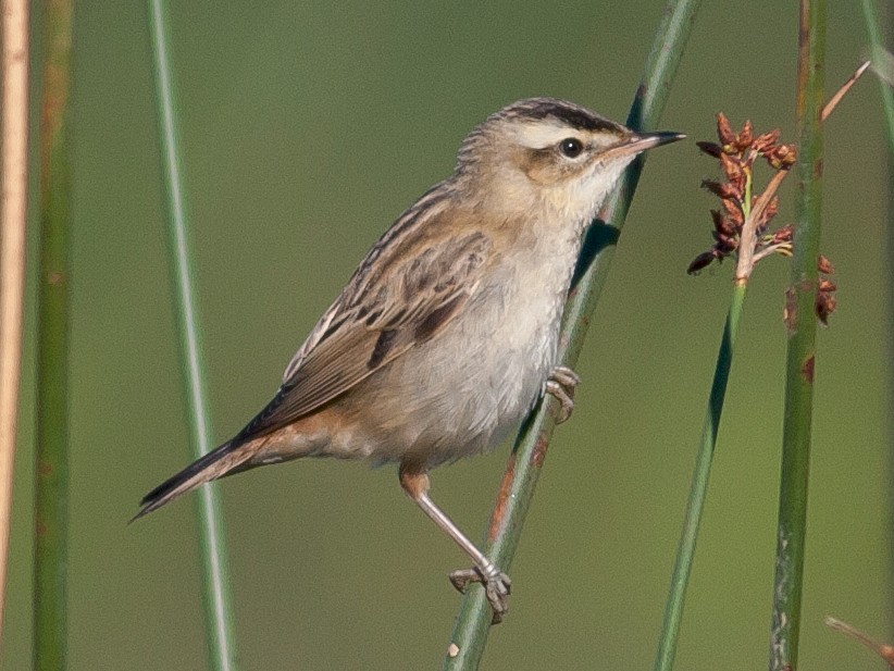 Sedge Warbler - eBird