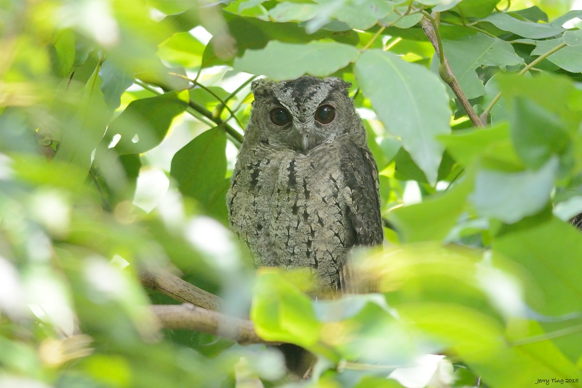 Collared Scops-Owl - Jerry Ting
