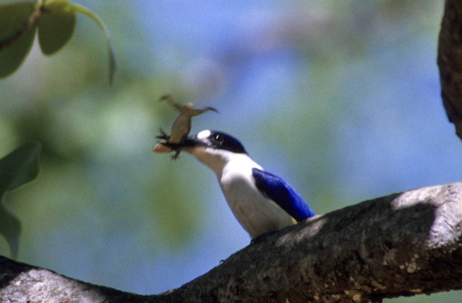 Forest Kingfisher - ML45938481