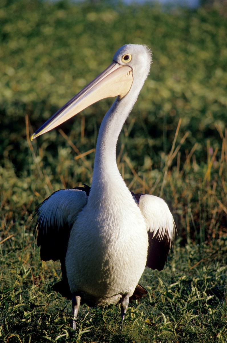 Australian Pelican - Knut Hansen