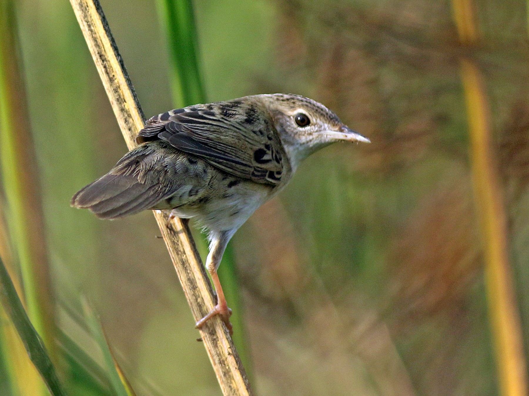 Common Grasshopper Warbler - abhijith a.p.c