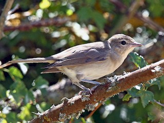  - Garden Warbler