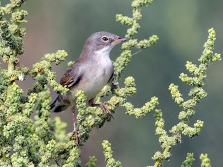 Серая славка - eBird