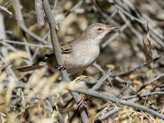 Серая славка - eBird