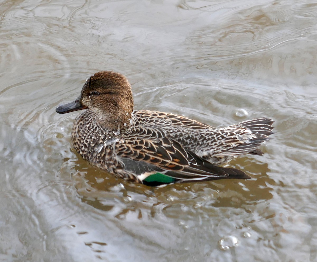Green-winged Teal - ML459392301