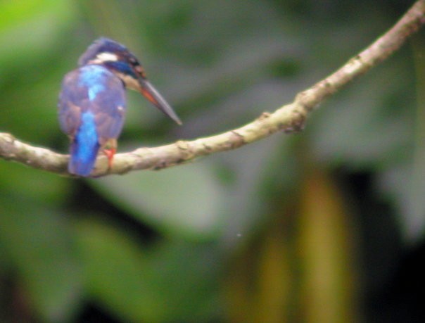 Blue-eared Kingfisher - Matt Brady