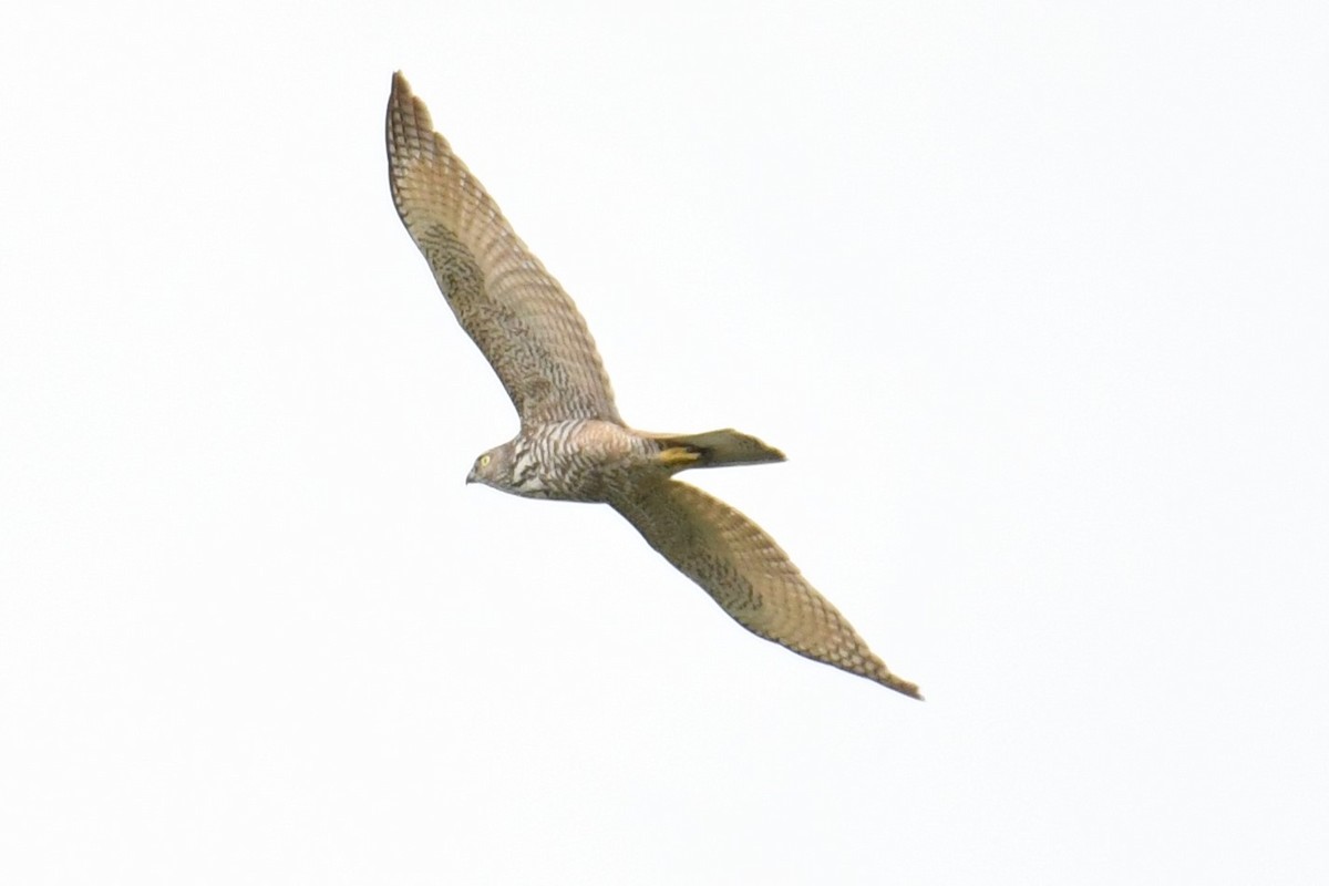 Collared Sparrowhawk - ML459397191