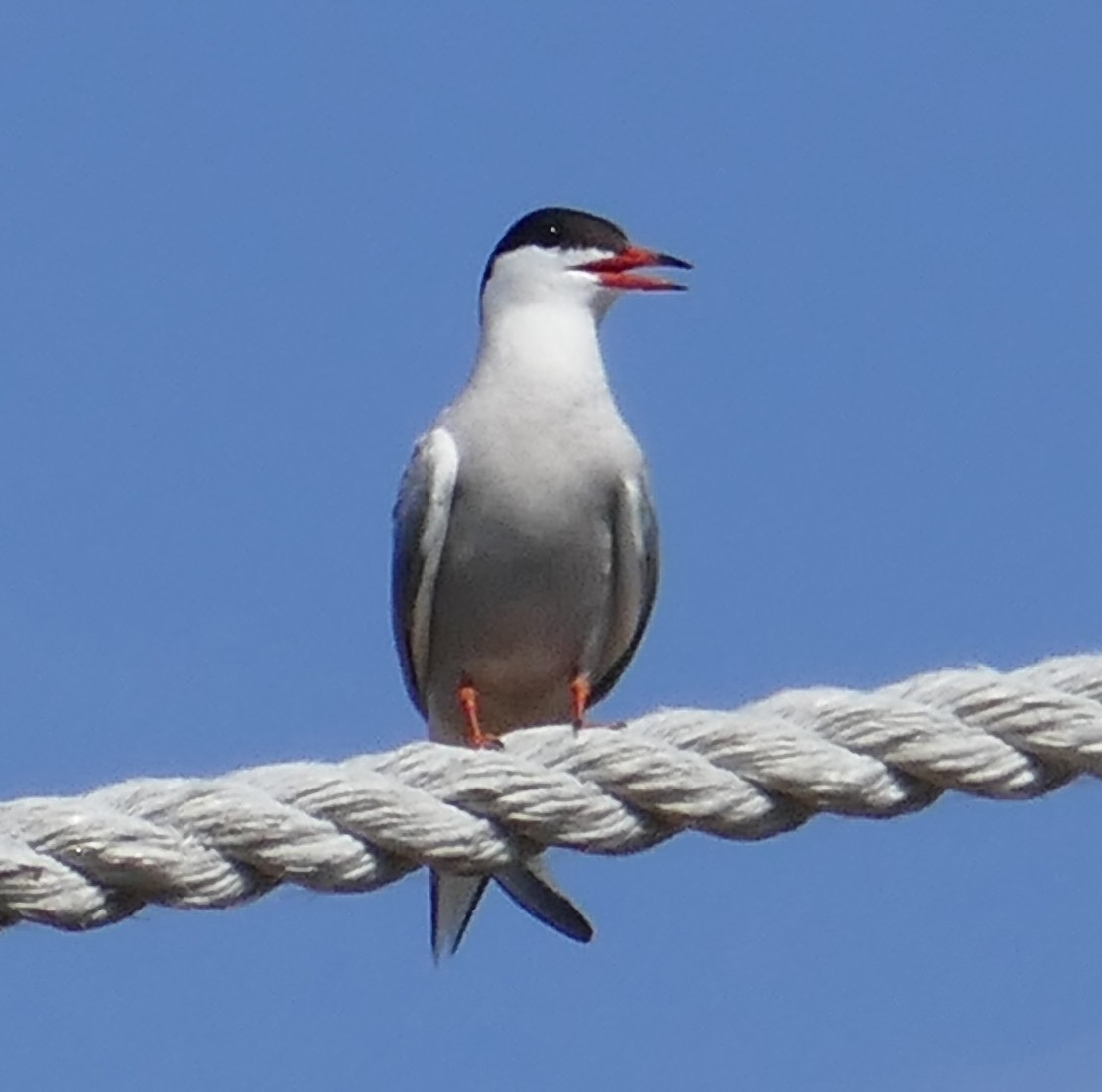 Common Tern - ML459404291