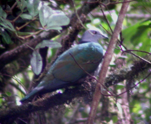Gray-headed Imperial-Pigeon - ML45940501