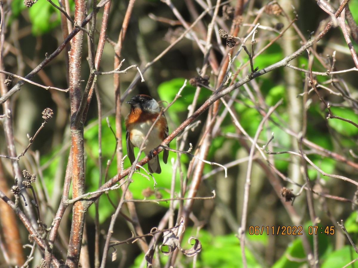Bay-breasted Warbler - ML459409181