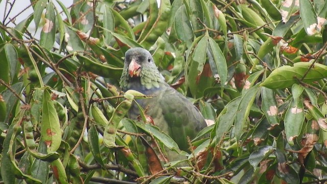 Папуга-червоногуз зеленоголовий - ML459409411