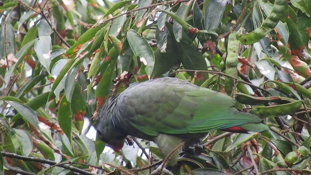 Папуга-червоногуз зеленоголовий - ML459411431