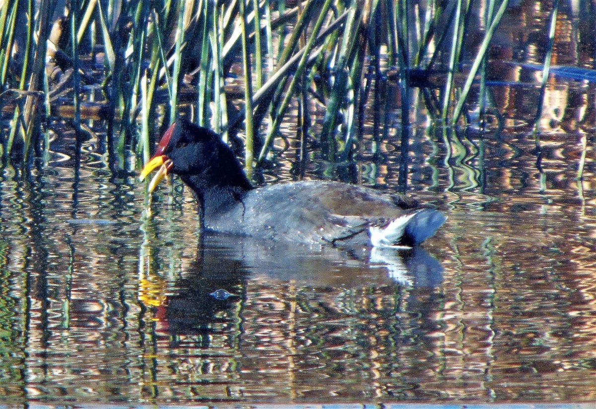 Red-fronted Coot - ML459413541