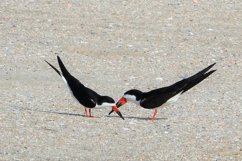 Black Skimmer - Karen Thompson