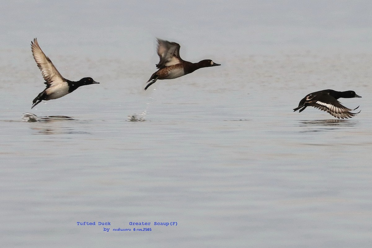 Greater Scaup - Argrit Boonsanguan