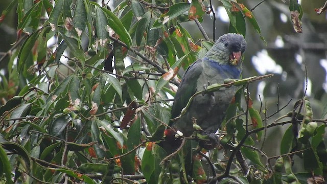 Red-billed Parrot - ML459419581