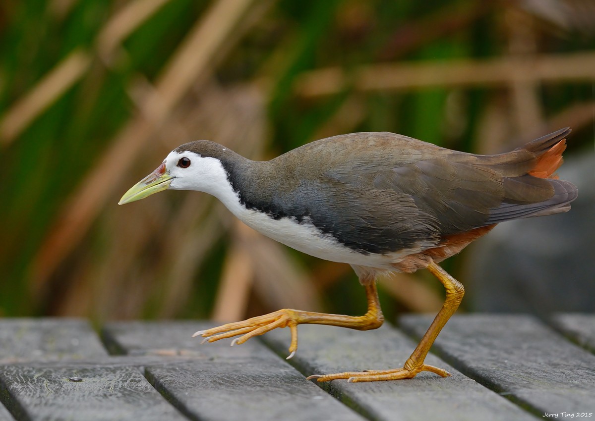 White-breasted Waterhen - Jerry Ting