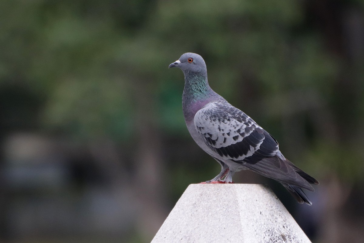Rock Pigeon (Feral Pigeon) - ML459420681