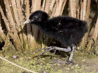 Baby Rail Bird Checking On The Clapper Rails — Linda Murdock
