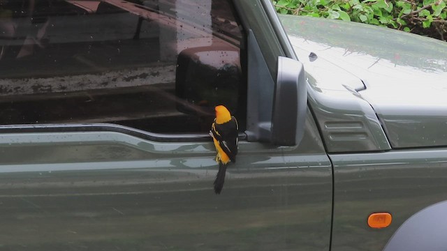 Spot-breasted Oriole - ML459422631