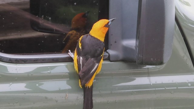 Spot-breasted Oriole - ML459423011