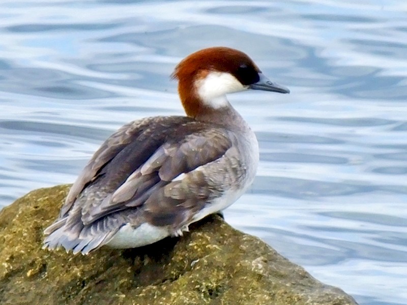 Smew - Mustafa Coşkun  Sancar