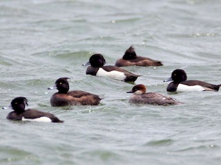 Female (with Tufted Duck) - Ting-Wei (廷維) HUNG (洪) - ML45942391
