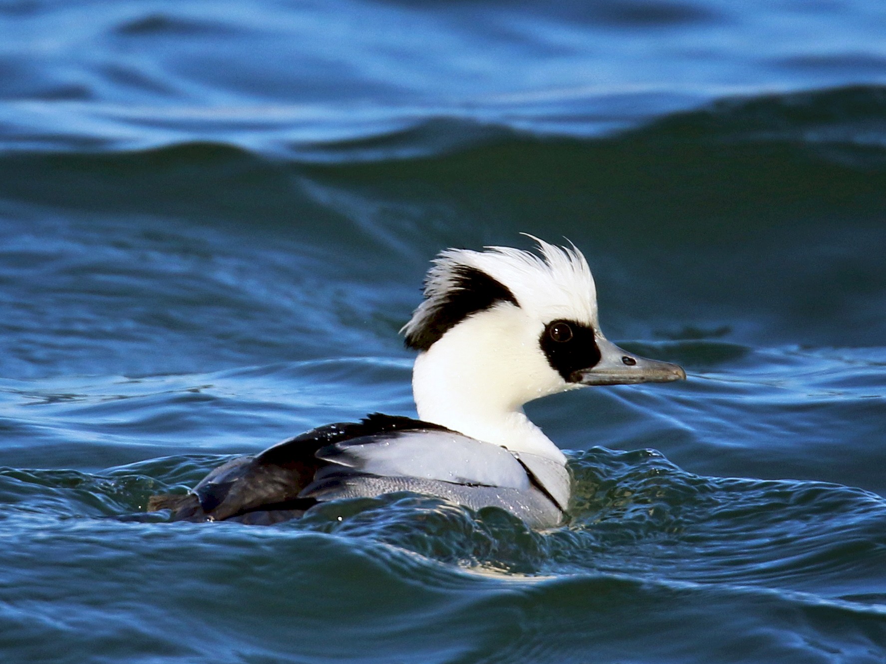 Smew - Ian Davies