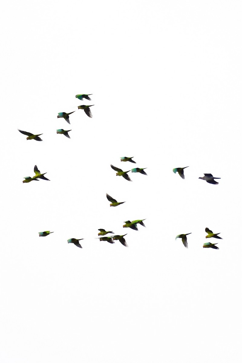 Brown-throated Parakeet (Veraguas) - ML459425371