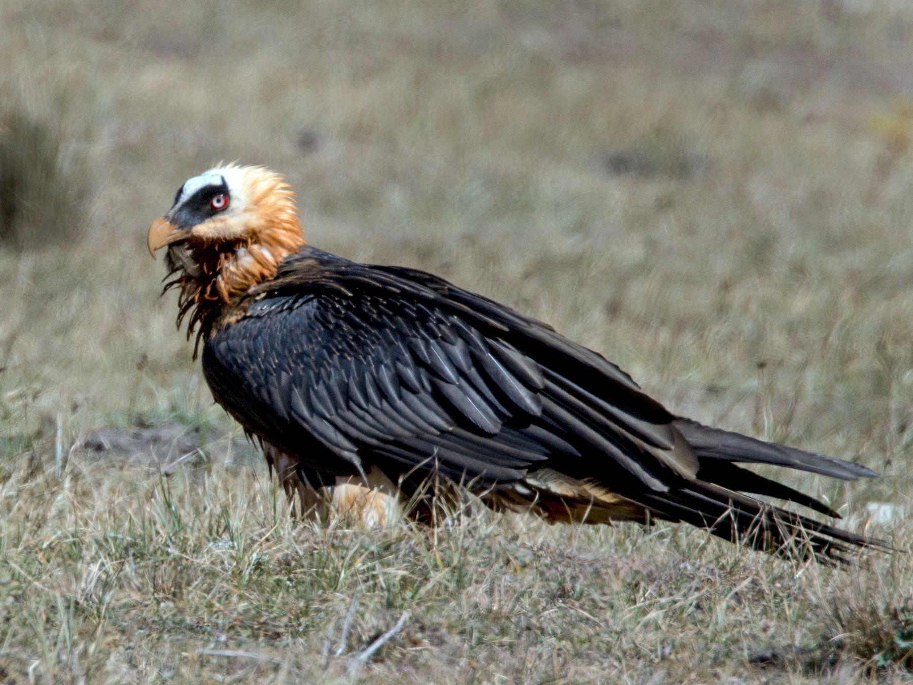 Bearded Vulture Wings