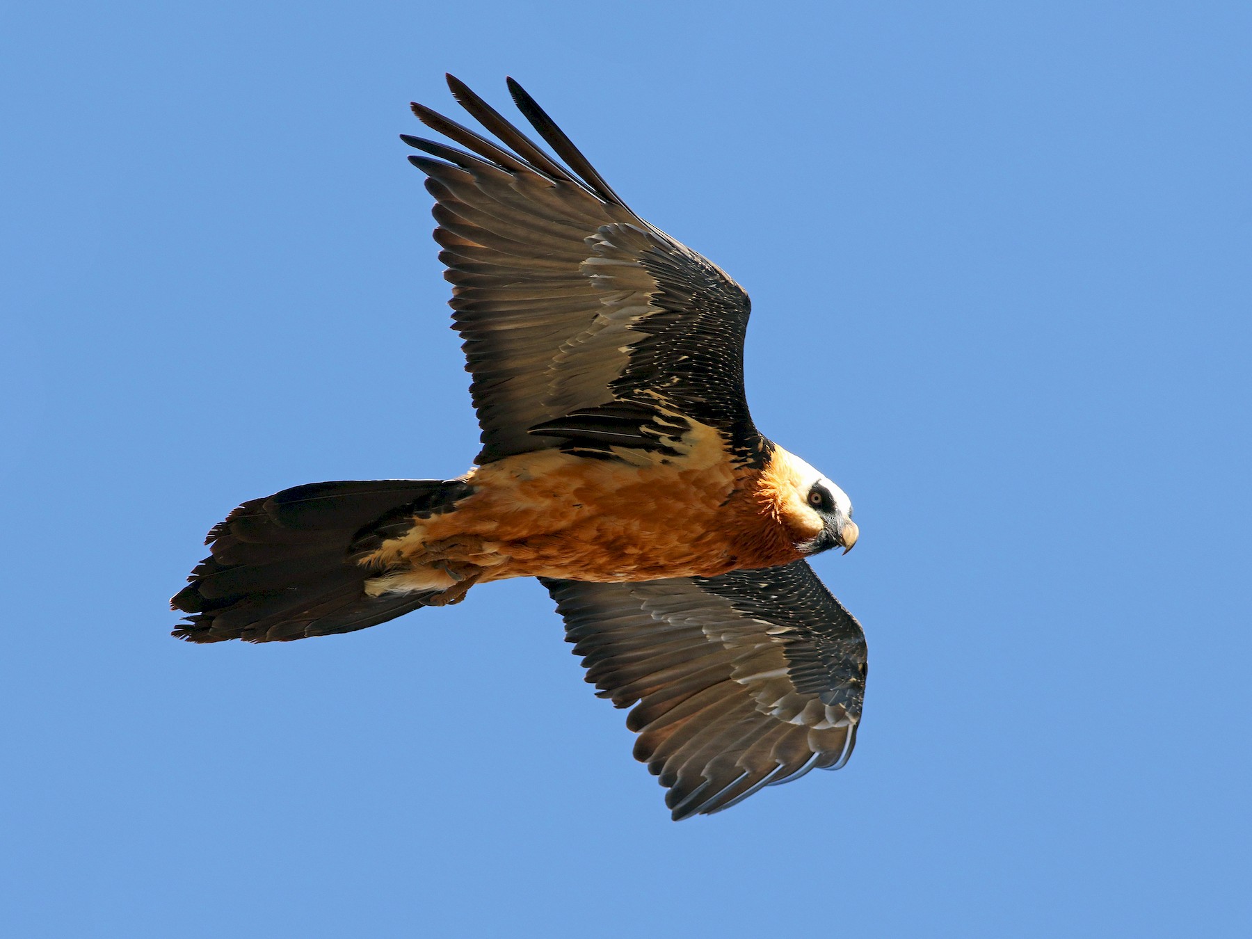 Bearded Vulture - Andrew Spencer