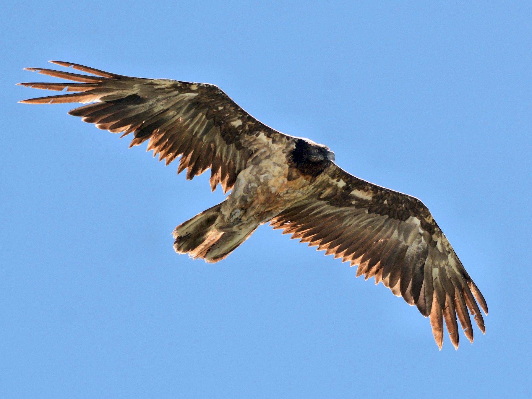 Bearded Vulture - eBird