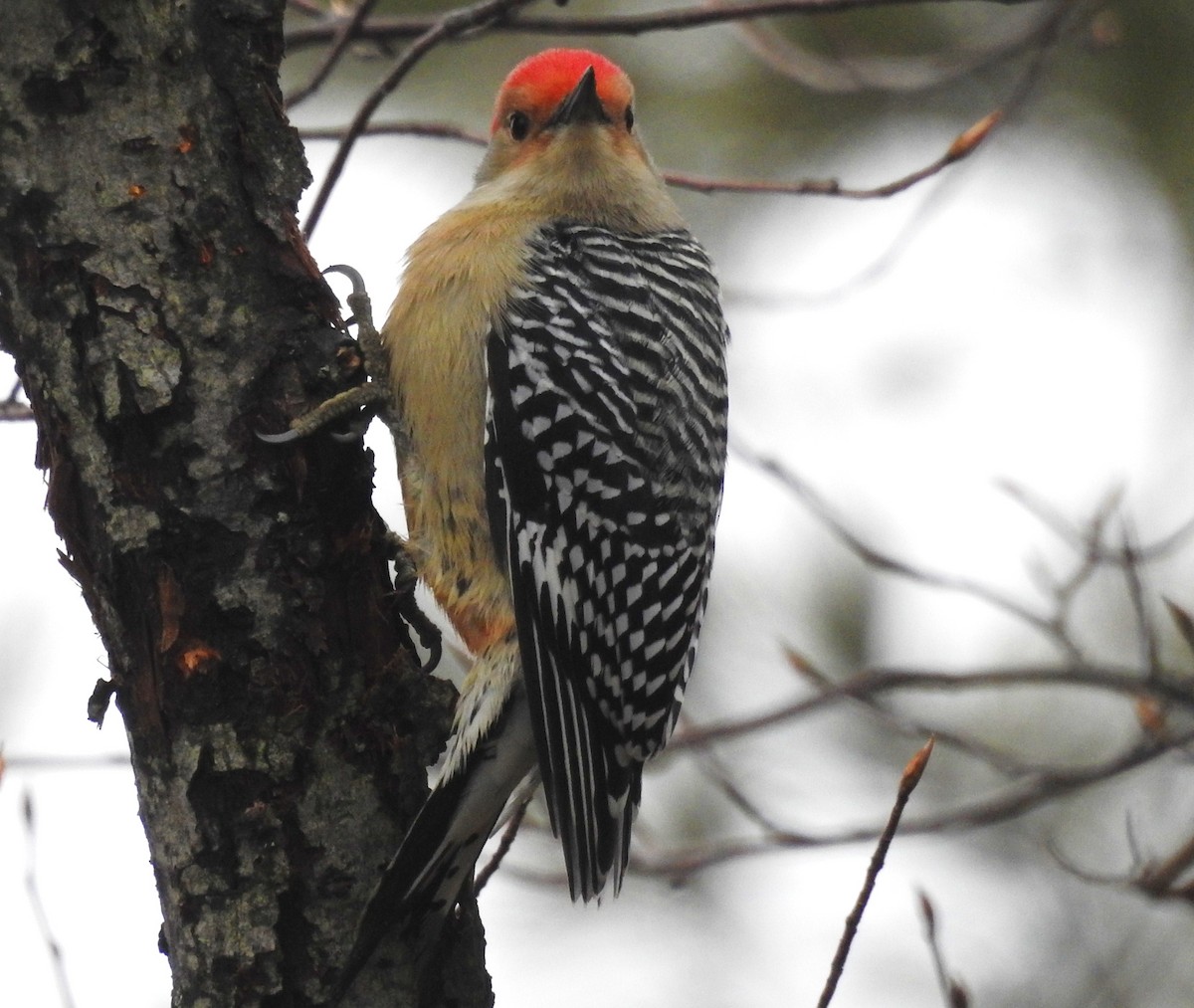 Red-bellied Woodpecker - Bonnie Kinder