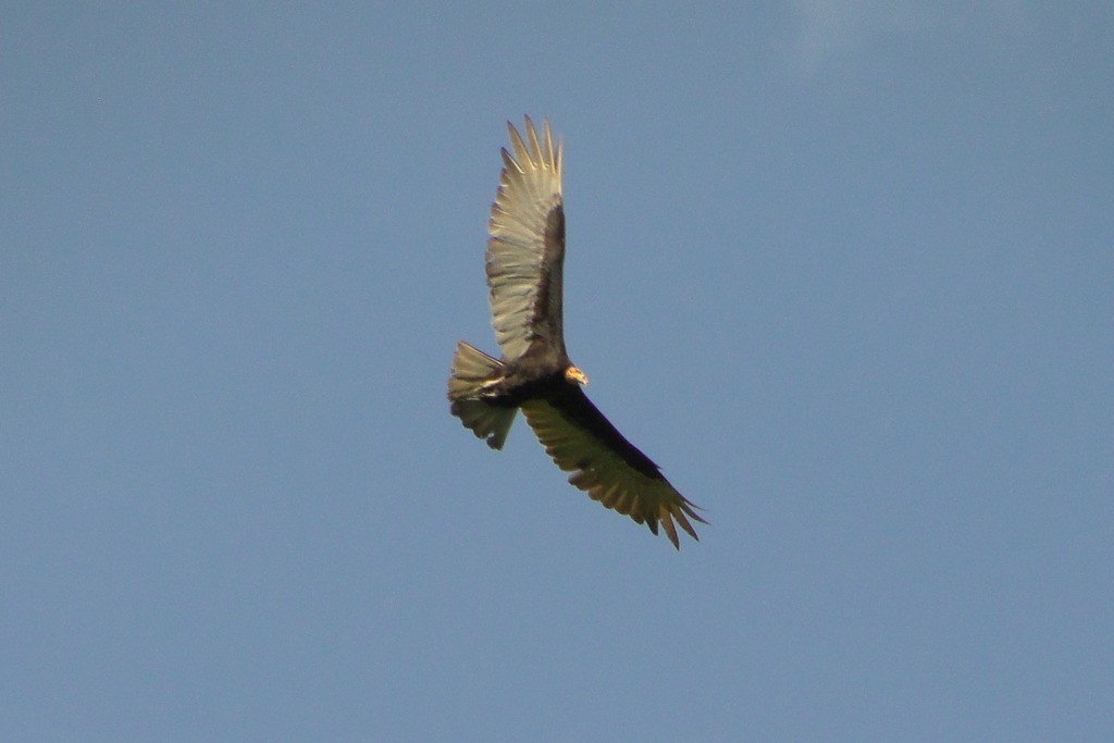 Lesser Yellow-headed Vulture - ML45943381