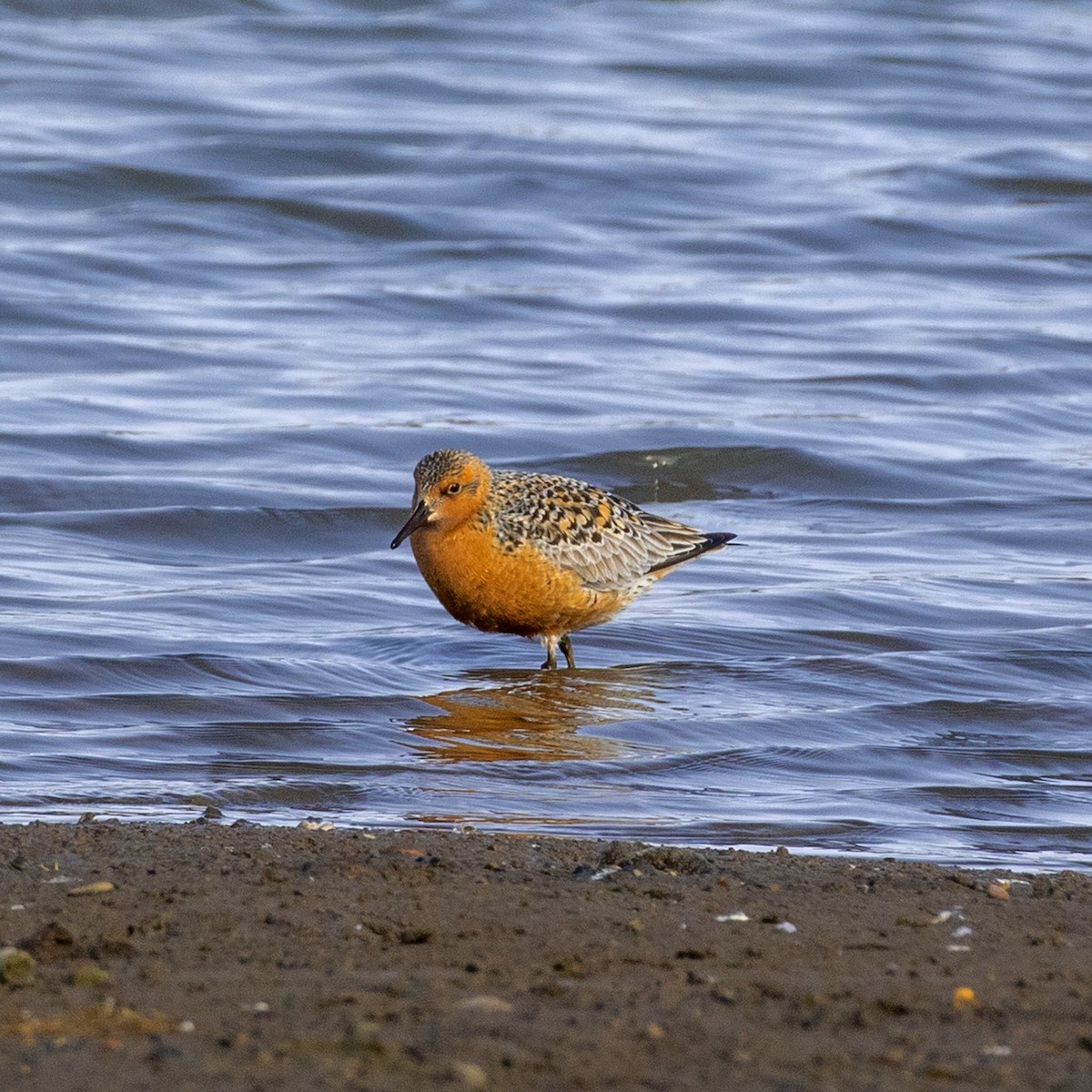 Red Knot - ML459435741