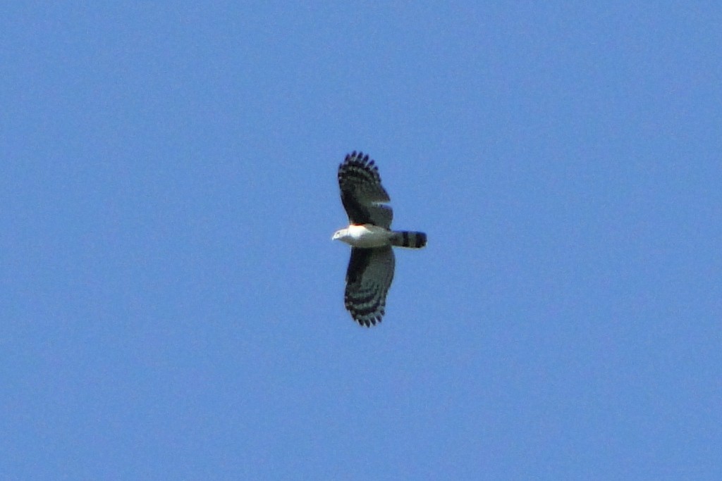 Gray-headed Kite - ML45943811