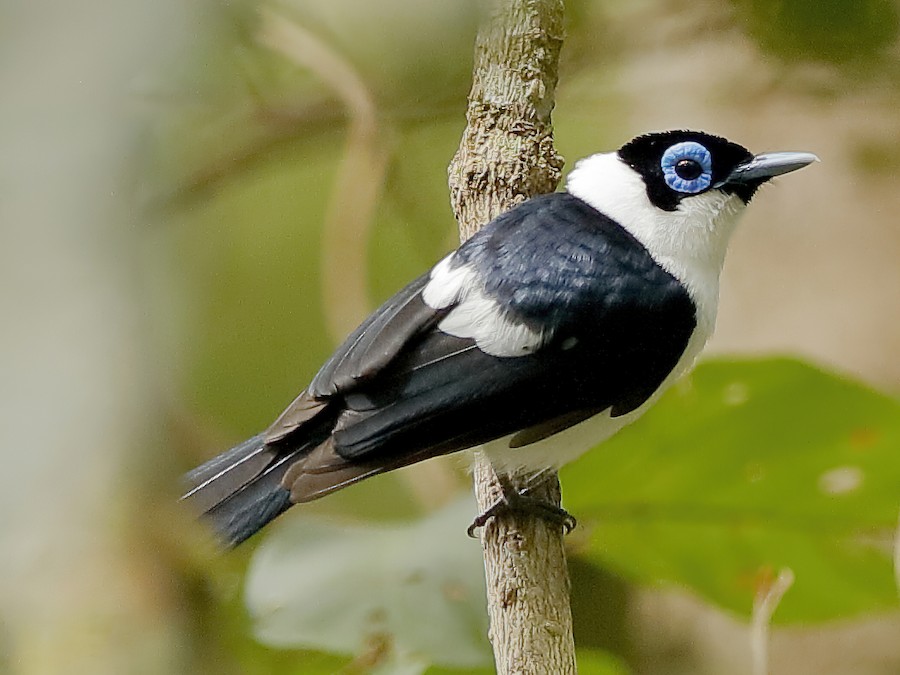Frilled Monarch - eBird