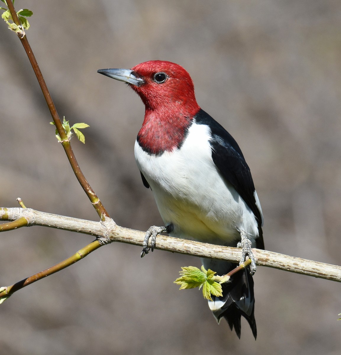 Red-headed Woodpecker - ML459448111