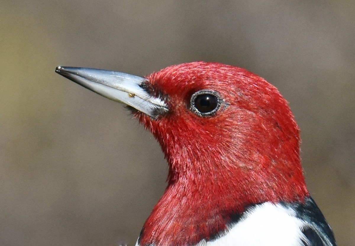 Red-headed Woodpecker - ML459448261