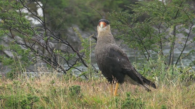 Crested Caracara (Southern) - ML459450891