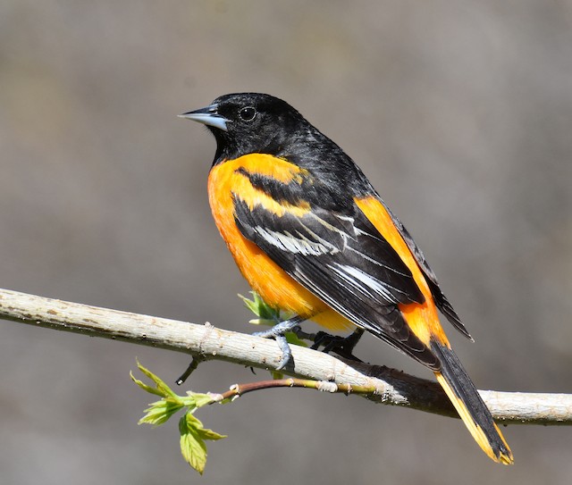 Orange Oriole - eBird