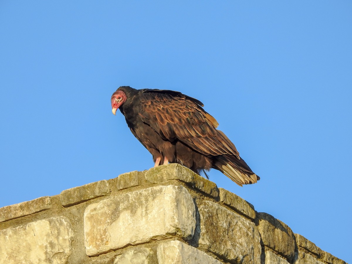 Turkey Vulture - Reanna Thomas