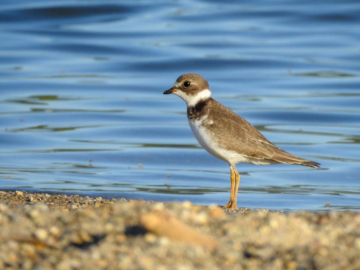 Semipalmated Plover - ML459452081