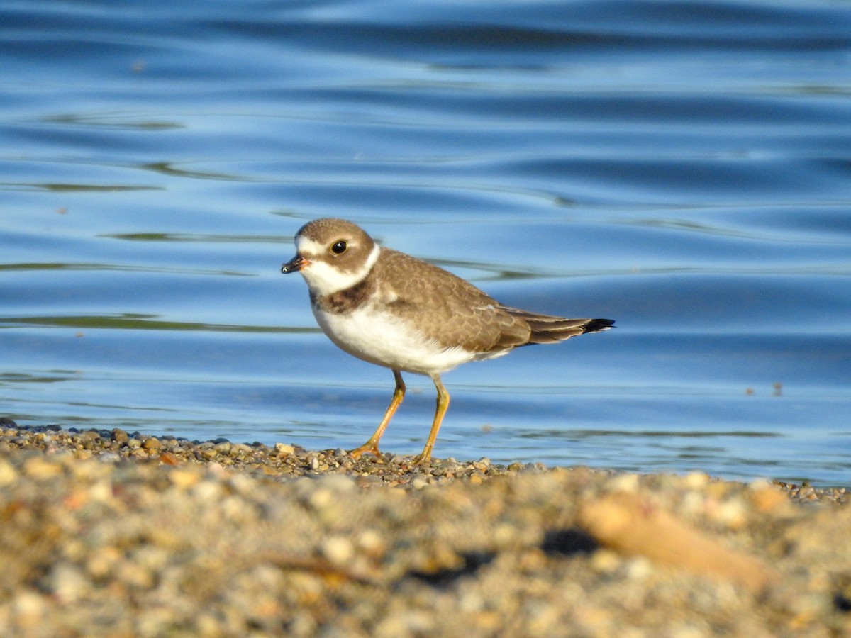 Semipalmated Plover - ML459452091