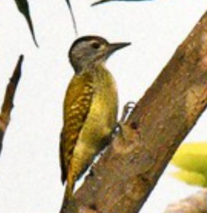 Speckle-breasted Woodpecker - ML459452431
