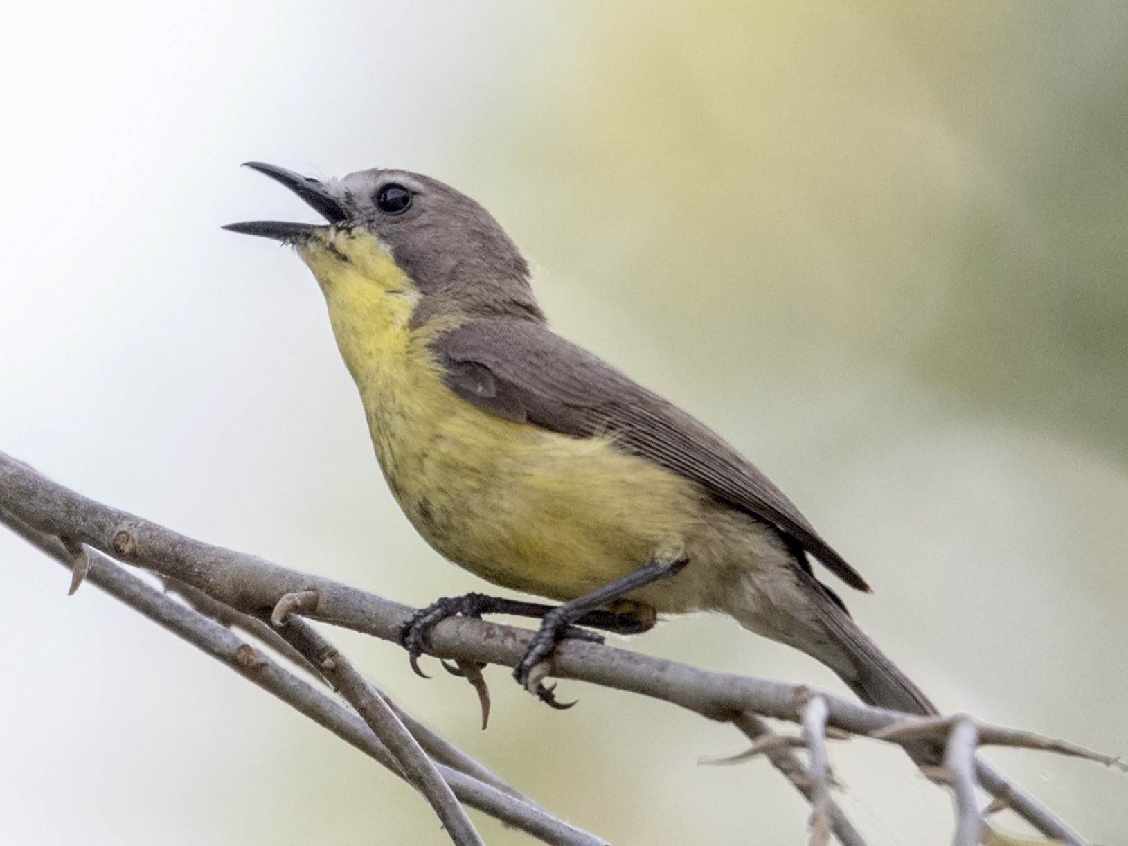 Golden-bellied Gerygone - Rodolfo Quinio