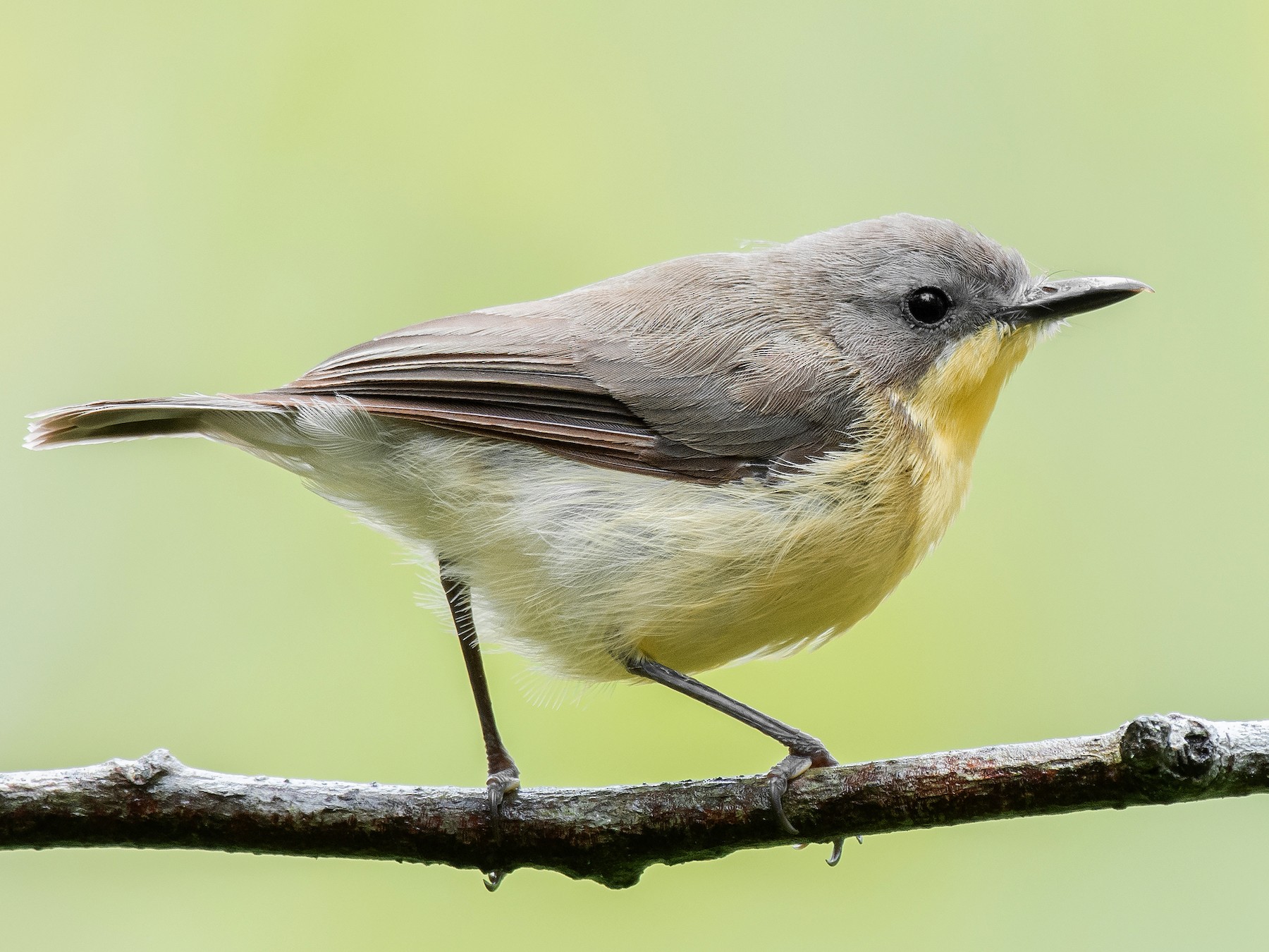 Golden-bellied Gerygone - Natthaphat Chotjuckdikul