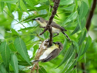 Golden-bellied Gerygone - eBird