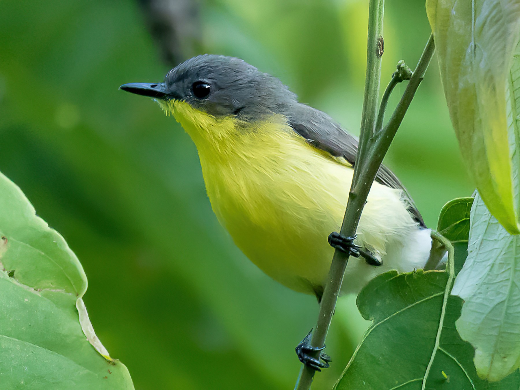 Golden-bellied Gerygone - Frédéric PELSY