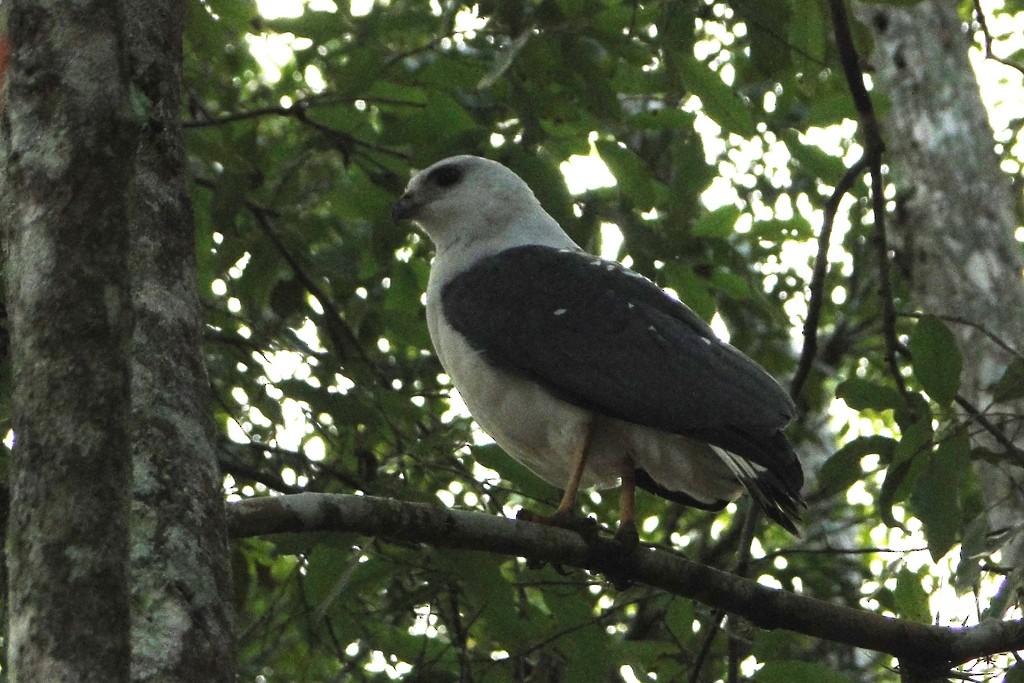 White-necked Hawk - ML45945711